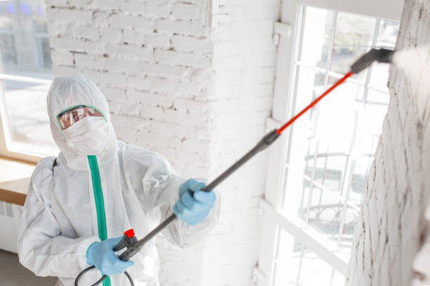 Best Mold Damage Restoration  in Stony Point, NC