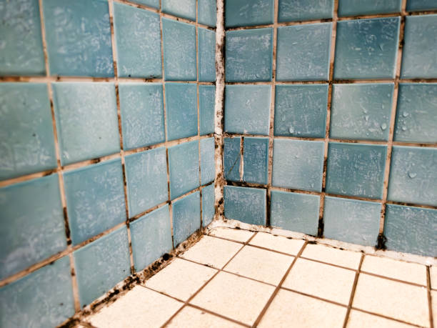 Best Airborne Mold Testing  in Stony Point, NC