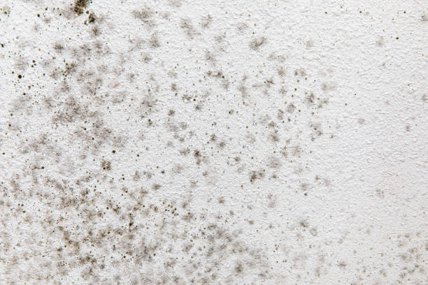  Stony Point, NC Mold Removal Pros