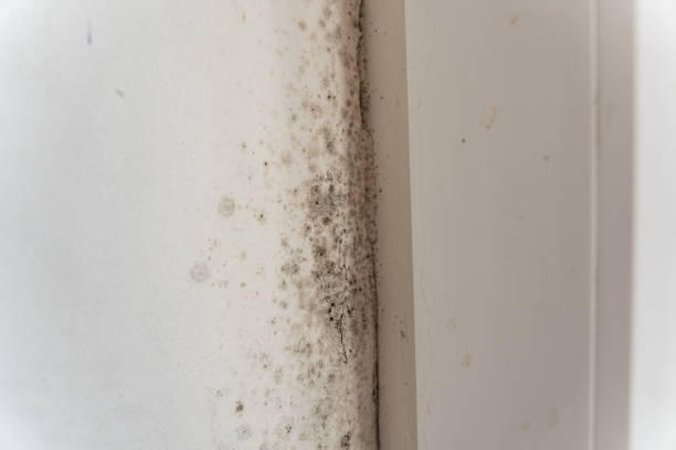 Best Emergency Mold Remediation  in Stony Point, NC